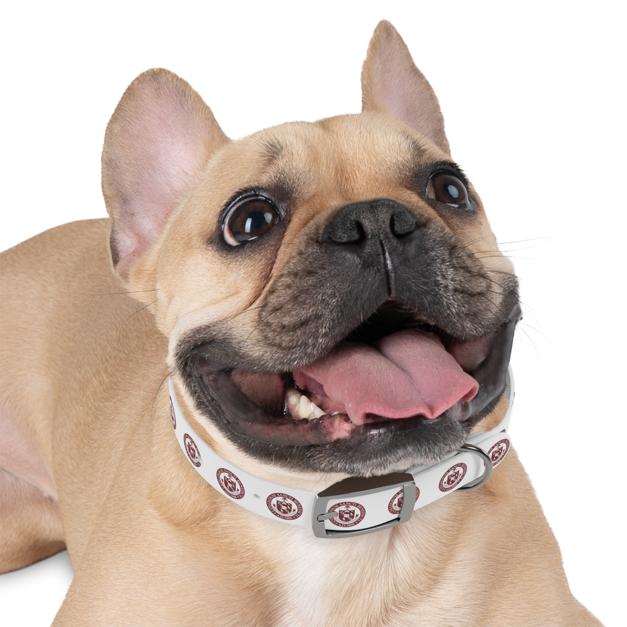 SBP Seal Dog Collar
