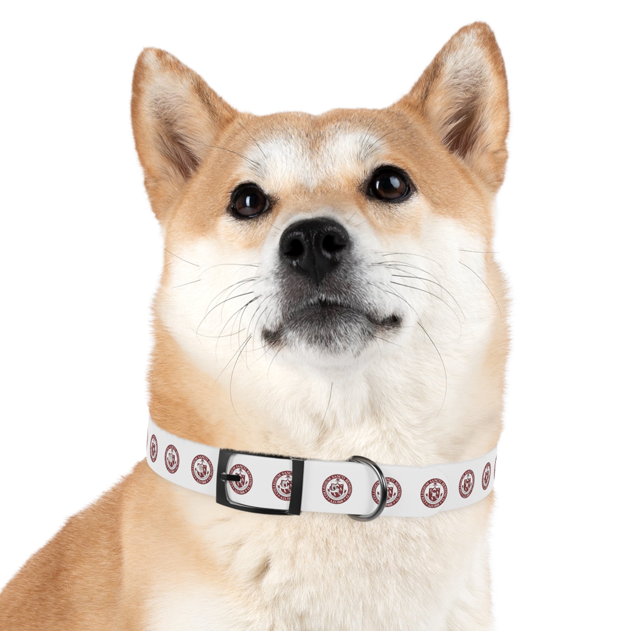 SBP Seal Dog Collar